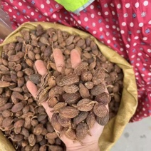 草果