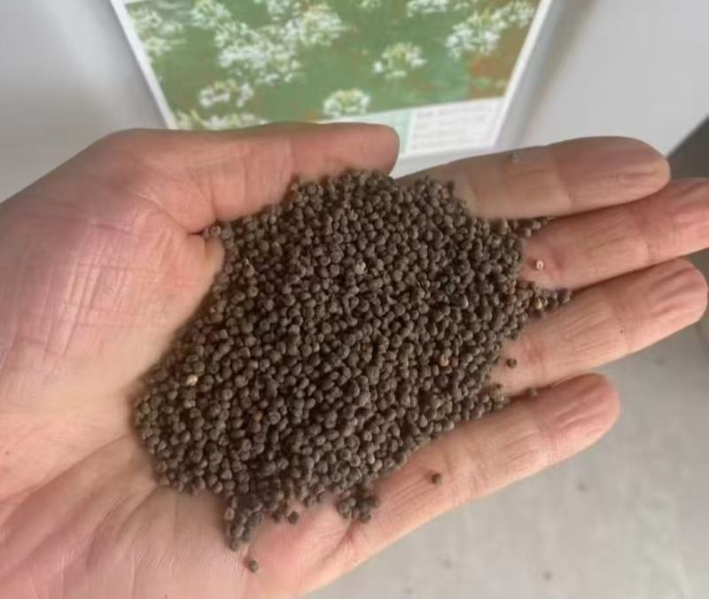 高产美人醉蝶花种子四季阳台盆栽种植园林易活庭院蜜源凤蝶草