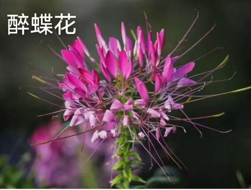 高产美人醉蝶花种子四季阳台盆栽种植园林易活庭院蜜源凤蝶草