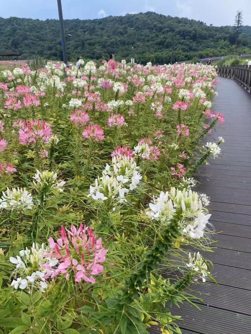 高产美人醉蝶花种子四季阳台盆栽种植园林易活庭院蜜源凤蝶草