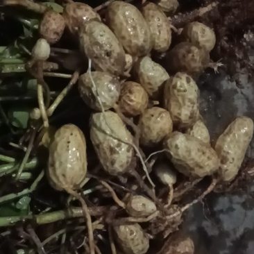 自家种的几十亩欢迎各大老板代办来采购颗粒饱满