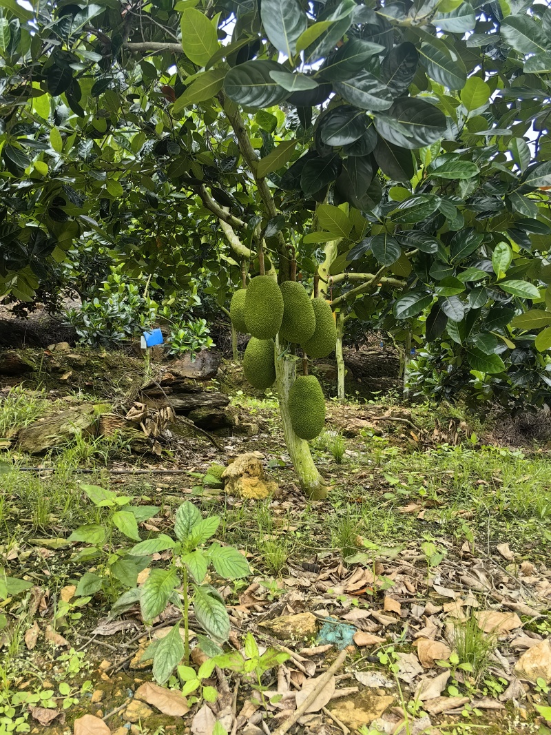 菠萝蜜泰八，马一，马五