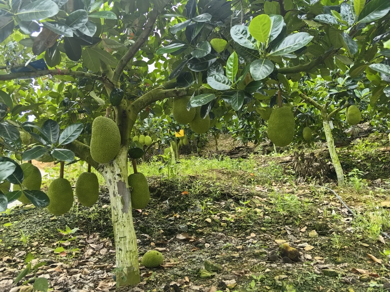 菠萝蜜泰八，马一，马五