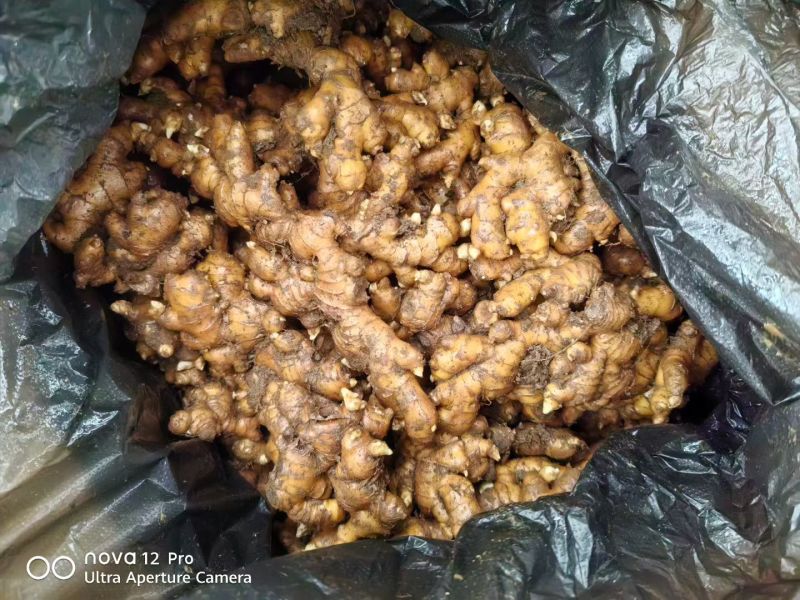 云南冷库保存去年的鲜姜可电商可市场批发