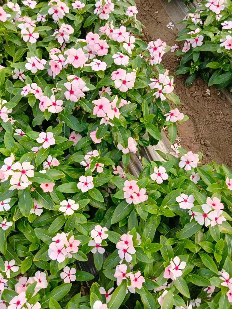 长春花种子开花期长多年生花海庭院室内阳台盆栽花卉