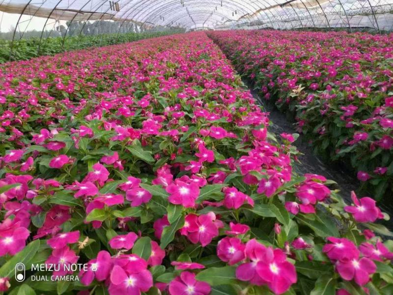 长春花种子开花期长多年生花海庭院室内阳台盆栽花卉