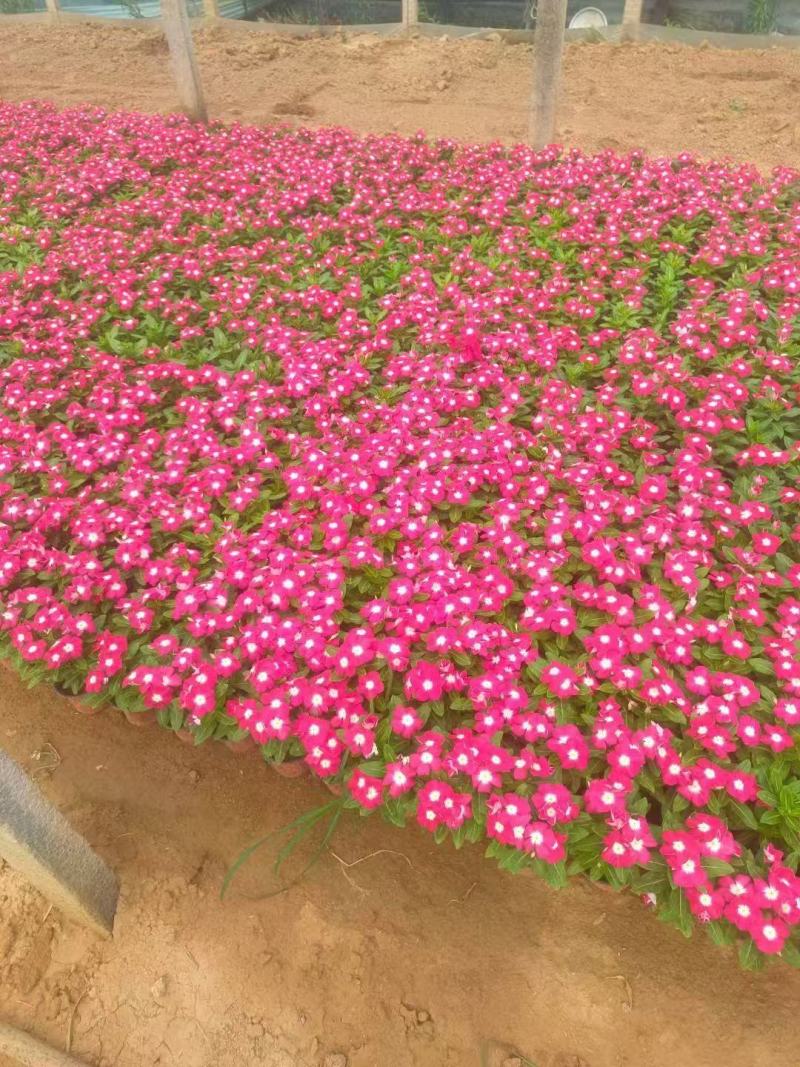 长春花种子开花期长多年生花海庭院室内阳台盆栽花卉