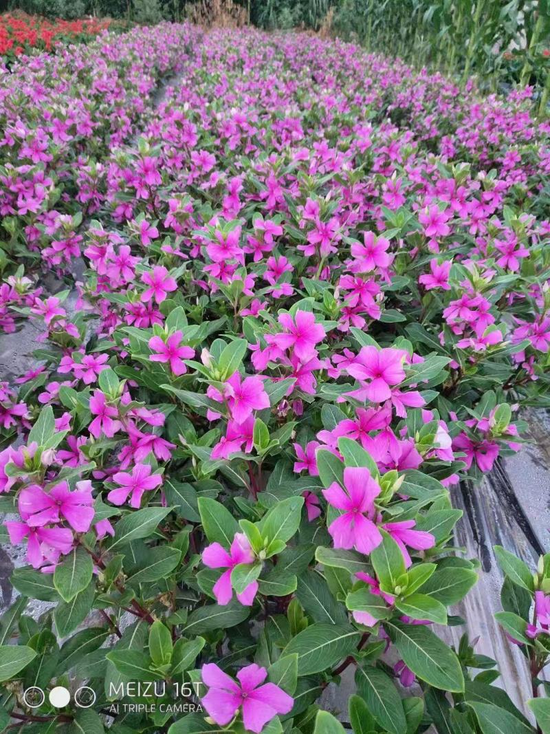长春花种子开花期长多年生花海庭院室内阳台盆栽花卉