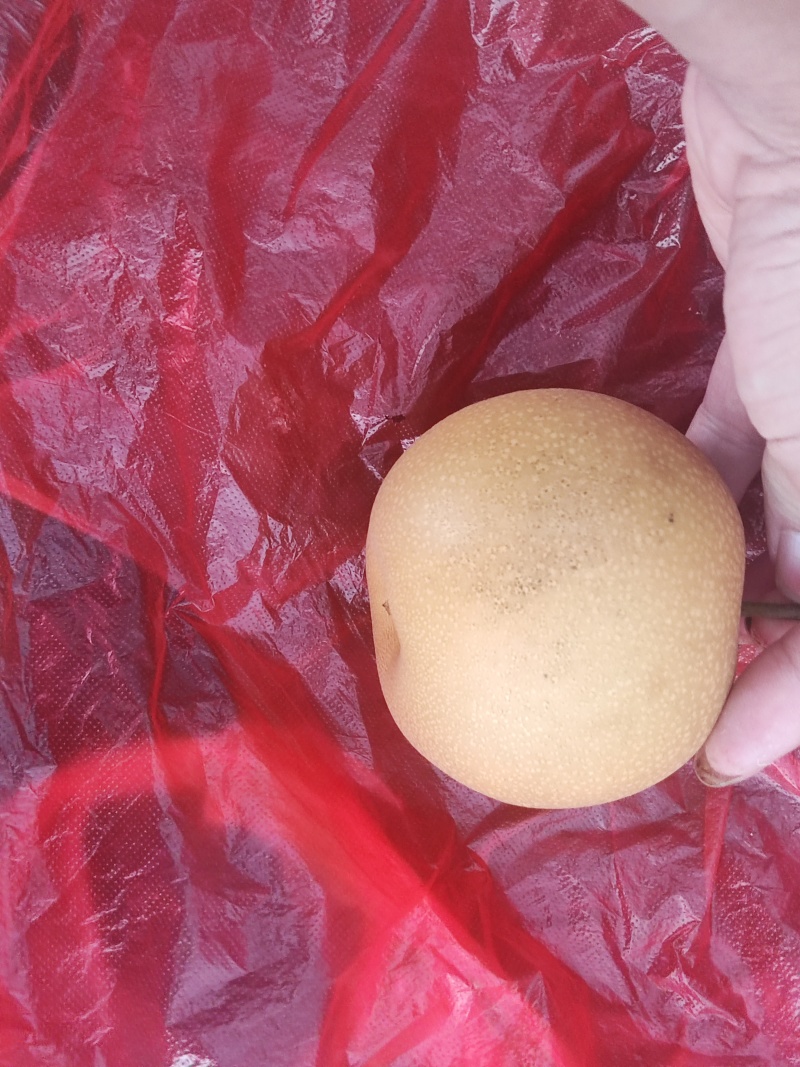 一手货源秋月梨果大味甜量大价优