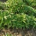 混色凤仙花种子多色可染指甲七彩四季庭院盆栽花种