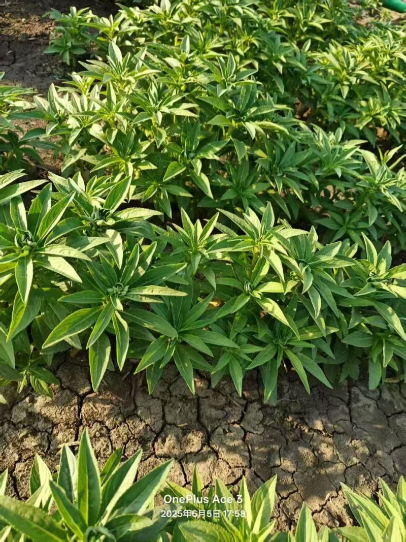 混色凤仙花种子多色可染指甲七彩四季庭院盆栽花种