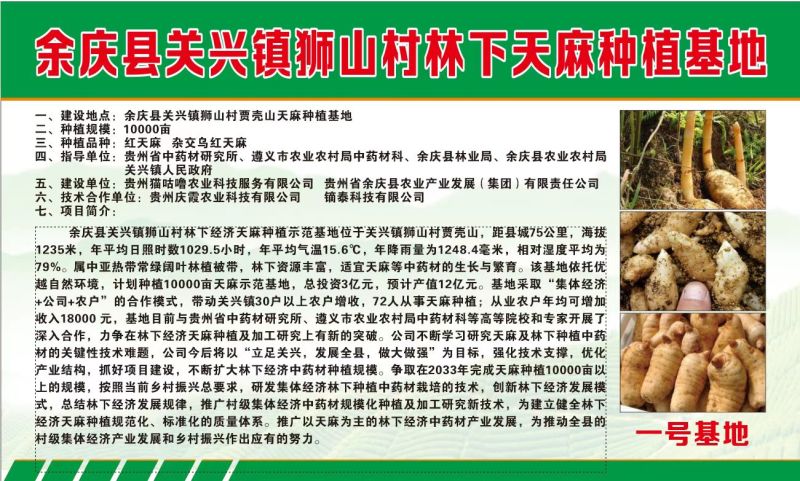 贵州余庆狮山天麻，个大饱满，滋补佳品
