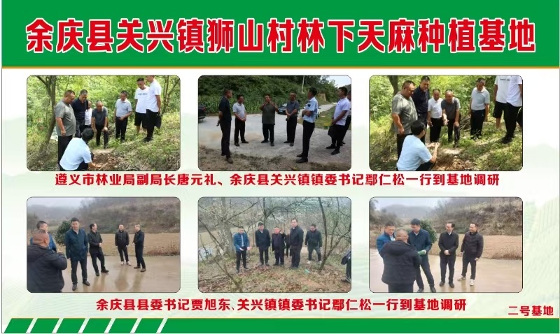 贵州余庆狮山天麻，个大饱满，滋补佳品