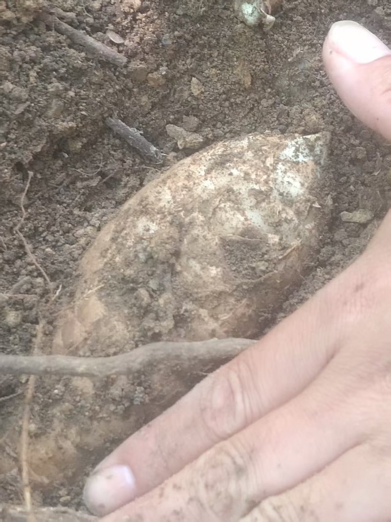 贵州余庆狮山天麻，个大饱满，滋补佳品