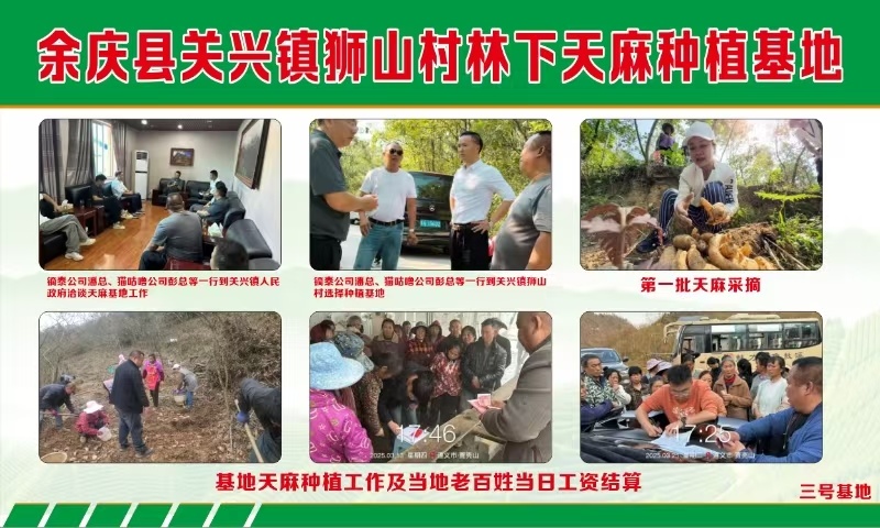 贵州余庆狮山天麻，个大饱满，滋补佳品