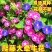 牵牛花种子爬藤大喇叭花牵牛花卉四季花籽阳台易活庭院盆栽