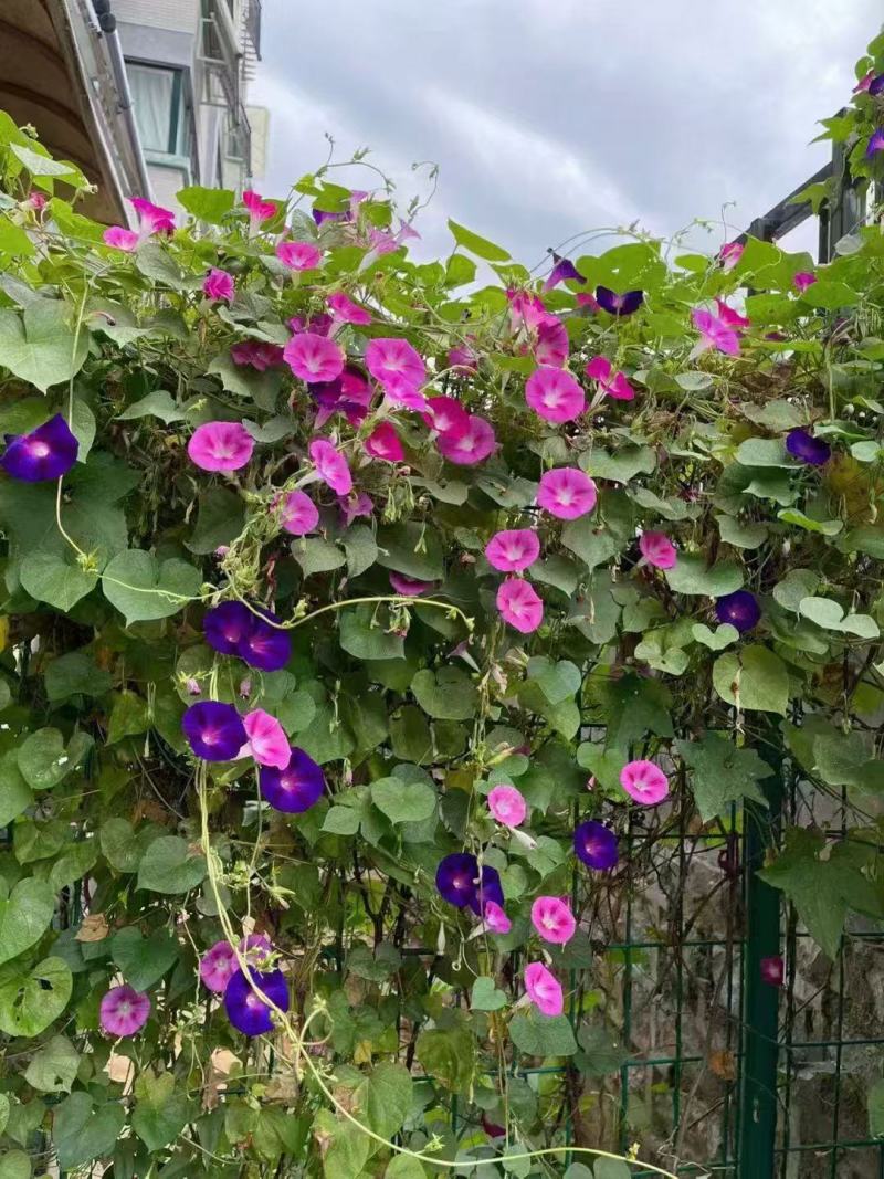 牵牛花种子爬藤大喇叭花牵牛花卉四季花籽阳台易活庭院盆栽