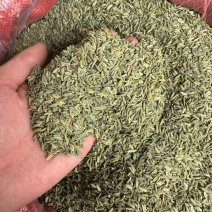 精品小茴香