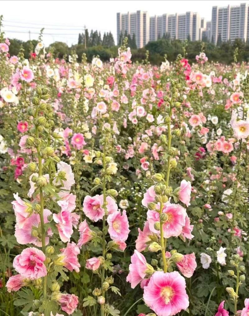 蜀葵懒人耐热四季开花不断好养活浓香耐寒花