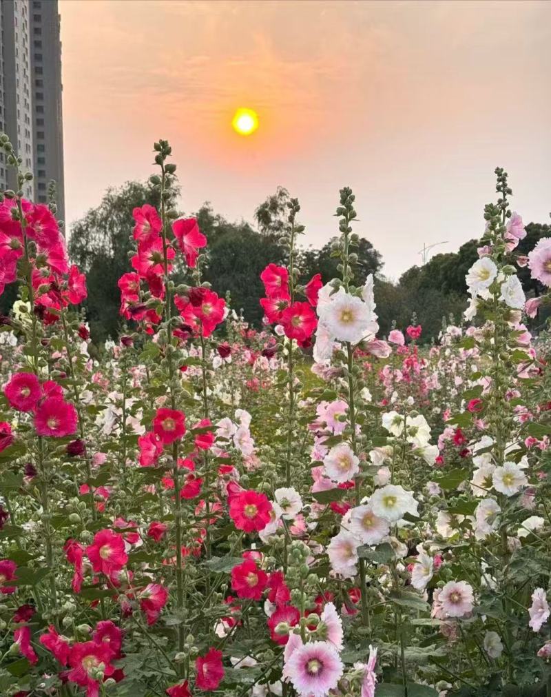 蜀葵懒人耐热四季开花不断好养活浓香耐寒花