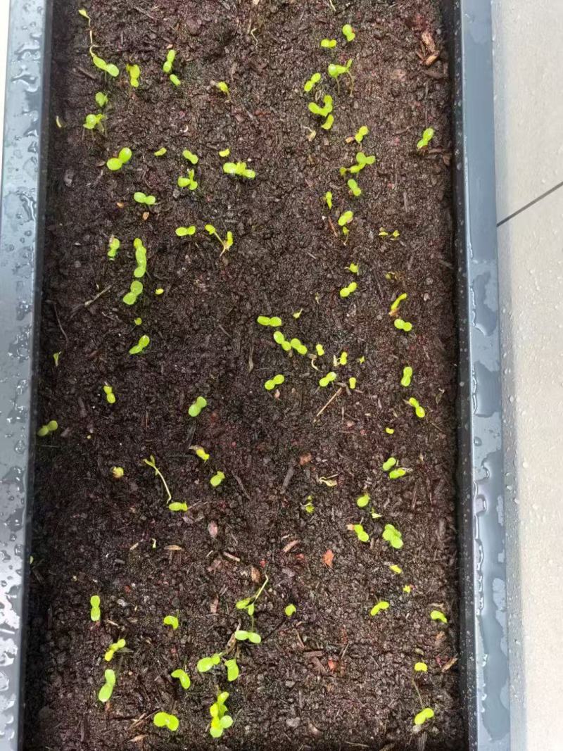 蜀葵懒人耐热四季开花不断好养活浓香耐寒花