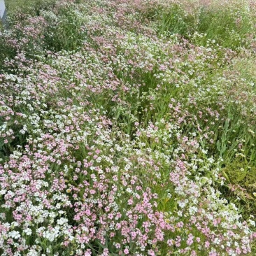 满天星花种子精美爆盆开花不断四季播室内外阳台盆栽植物花草