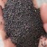 满天星花种子精美爆盆开花不断四季播室内外阳台盆栽植物花草
