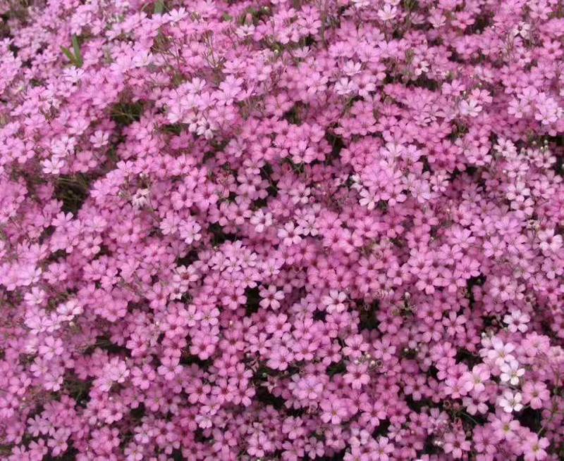 满天星花种子精美爆盆开花不断四季播室内外阳台盆栽植物花草