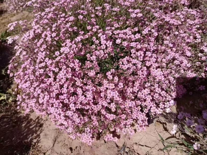 满天星花种子精美爆盆开花不断四季播室内外阳台盆栽植物花草