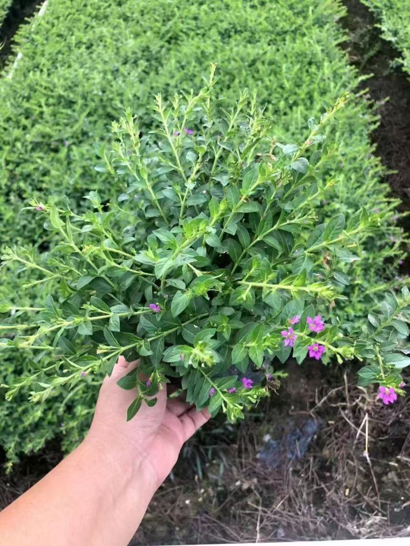 满天星花种子精美爆盆开花不断四季播室内外阳台盆栽植物花草