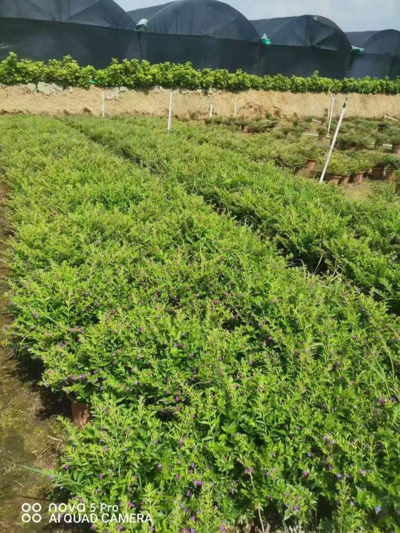 满天星花种子精美爆盆开花不断四季播室内外阳台盆栽植物花草