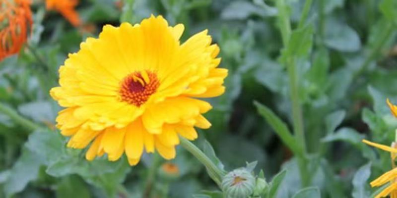 金盏花种子耐寒耐旱耐贫瘠庭院种植打造花海