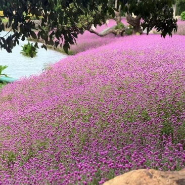 千日红庭院景观绿化花卉盆栽易活花籽千日紫