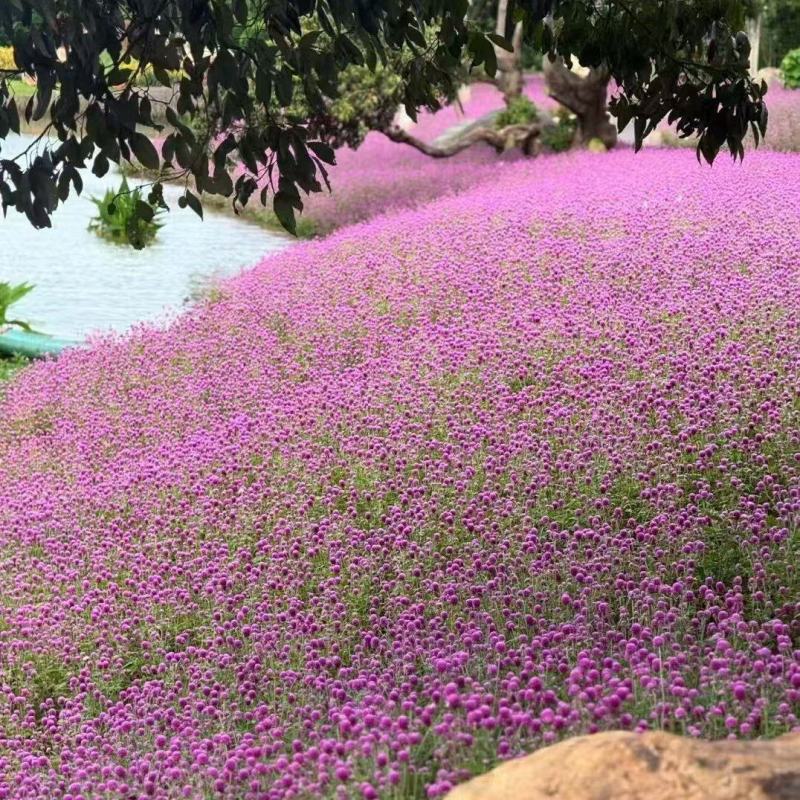 千日红庭院景观绿化花卉盆栽易活花籽千日紫