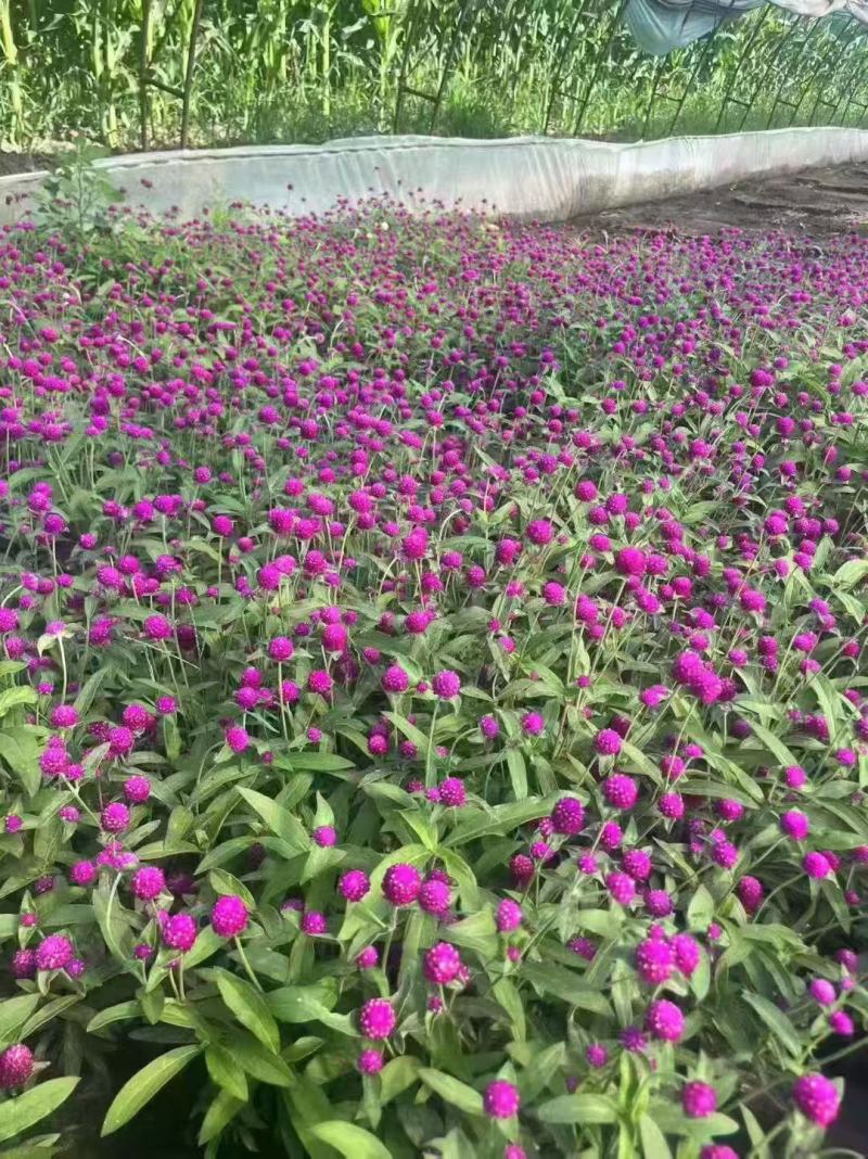 千日红庭院景观绿化花卉盆栽易活花籽千日紫