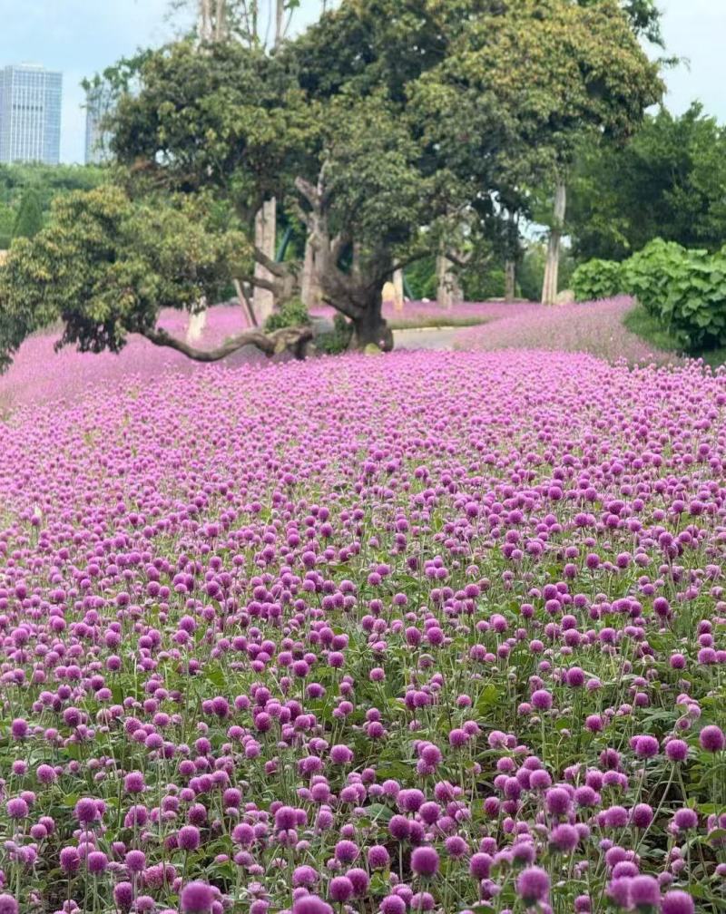 千日红庭院景观绿化花卉盆栽易活花籽千日紫