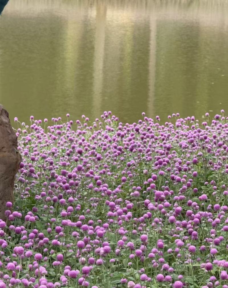 千日红庭院景观绿化花卉盆栽易活花籽千日紫