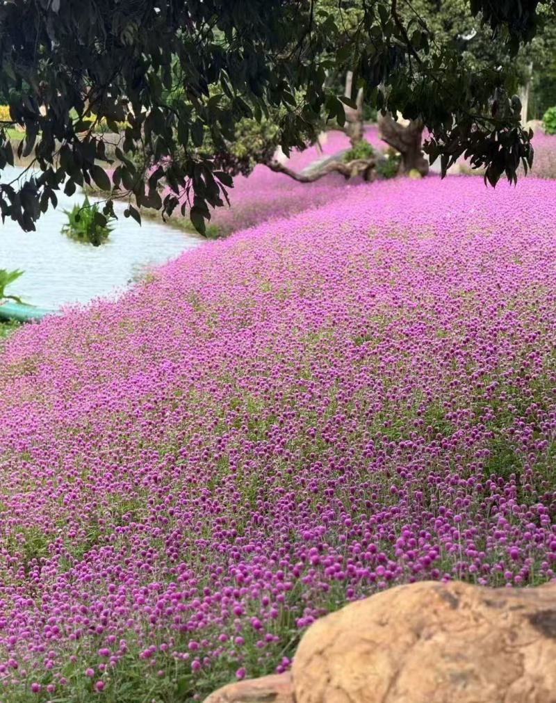 千日红庭院景观绿化花卉盆栽易活花籽千日紫