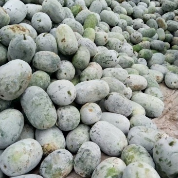 水果冬瓜大量有货