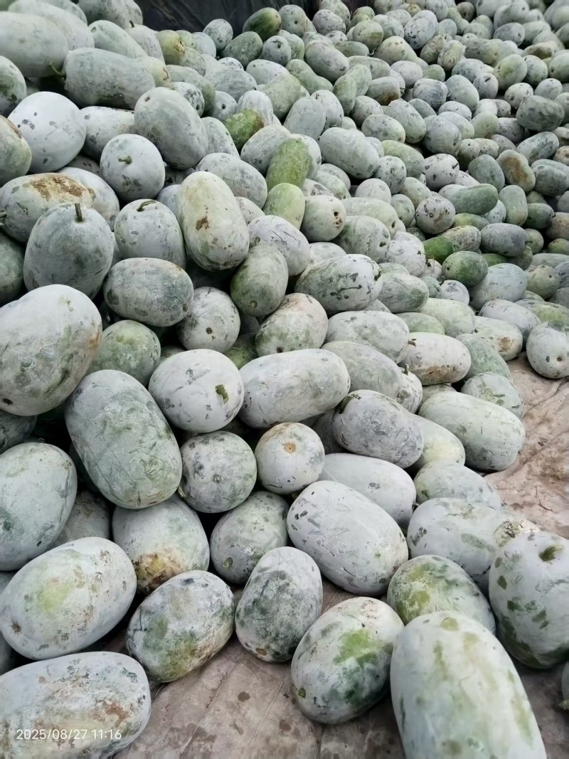 水果冬瓜大量有货