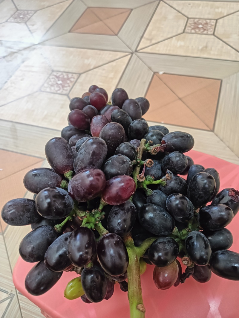兴平阳光玖瑰种植面积，而且颗粒大，甜度高并有香味