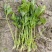 法国皇后芹菜，新地头茬苗，15公分左右