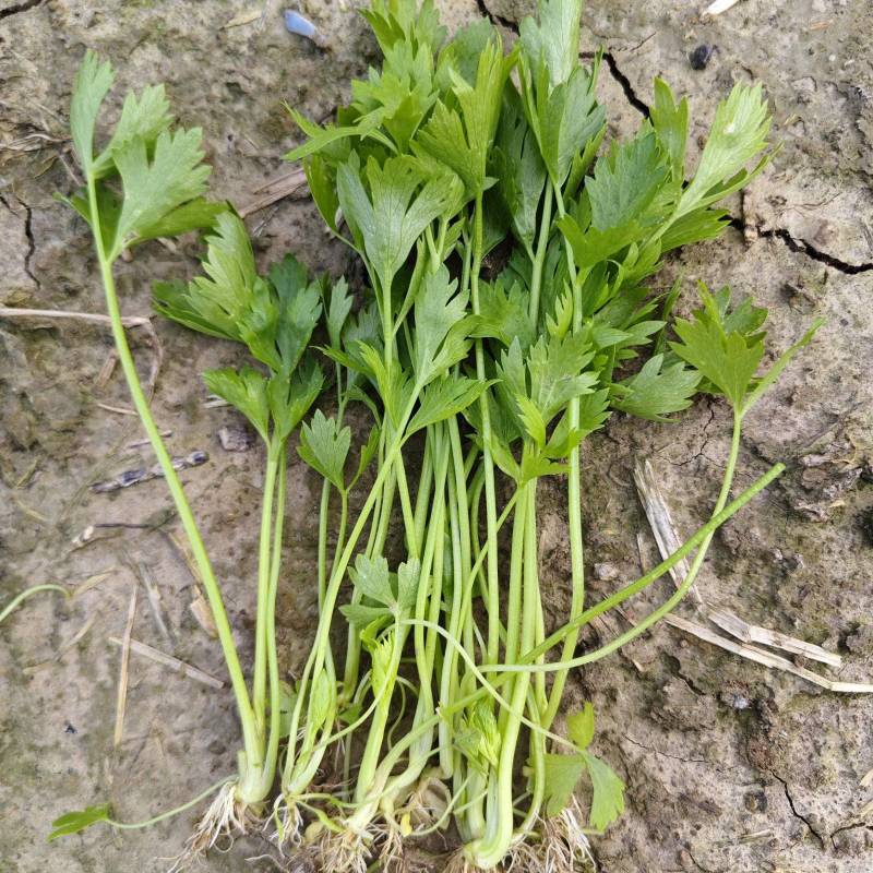 法国皇后芹菜，新地头茬苗，15公分左右