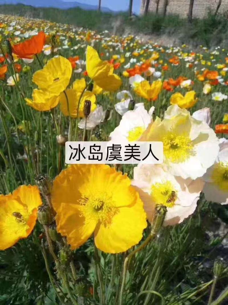 虞美人种子混色冰岛虞美人阳台庭院花坛美化盆栽花海易种花种