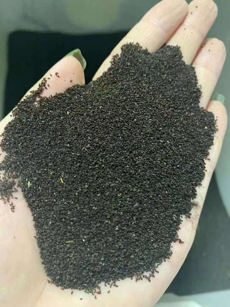 虞美人种子混色冰岛虞美人阳台庭院花坛美化盆栽花海易种花种