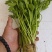 法国皇后芹菜，新地头茬苗，15公分左右