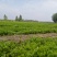 法国皇后芹菜，新地头茬苗，15公分左右