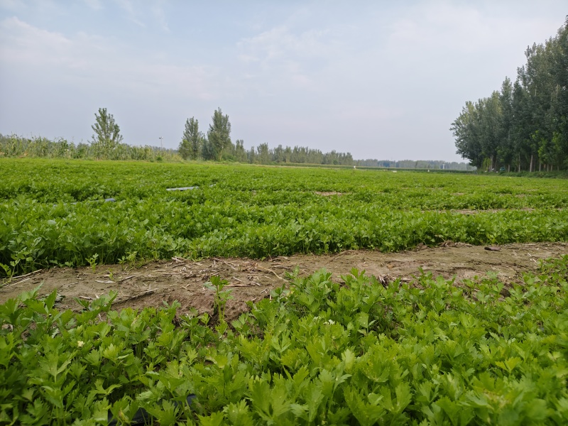 法国皇后芹菜，新地头茬苗，15公分左右