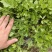 法国皇后芹菜，新地头茬苗，15公分左右