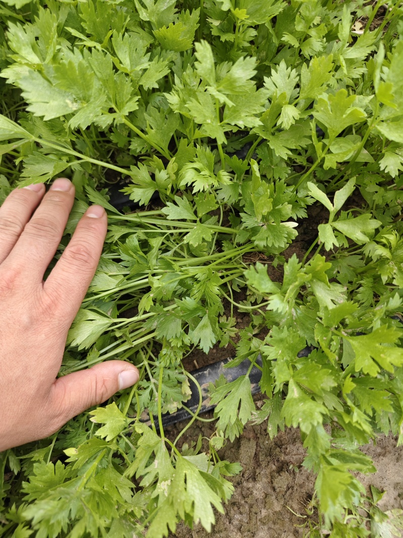 法国皇后芹菜，新地头茬苗，15公分左右